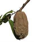 cocoa monkey , cocoa mountain  ، emerald cacao